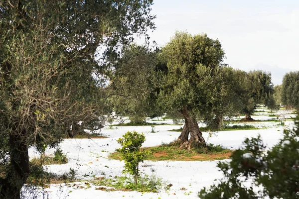 Karda bir zeytinlik güzel Zeytin ağaçları, Kar yağışı sonra Apulian manzara, Salento alışılmadık soğuk kış