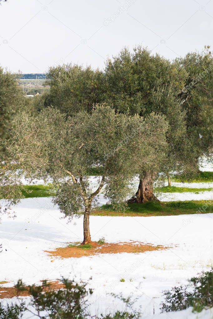 Beautiful Olive trees in an olive grove in the snow, Apulian landscape after a snowfall, unusual cold winter in Salento