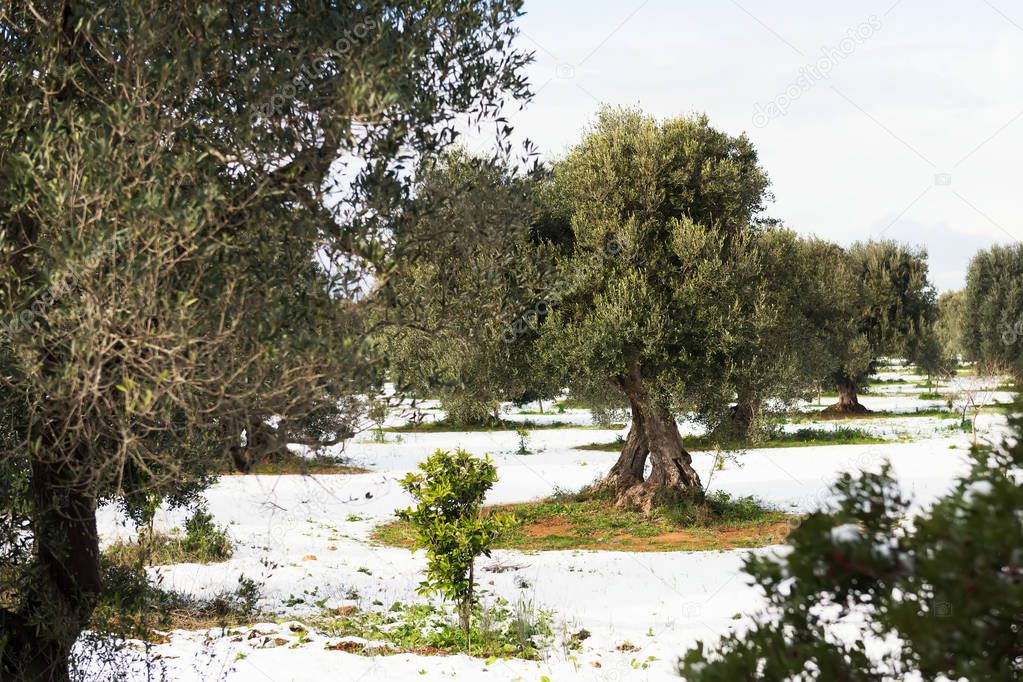 Beautiful Olive trees in an olive grove in the snow, Apulian landscape after a snowfall, unusual cold winter in Salento