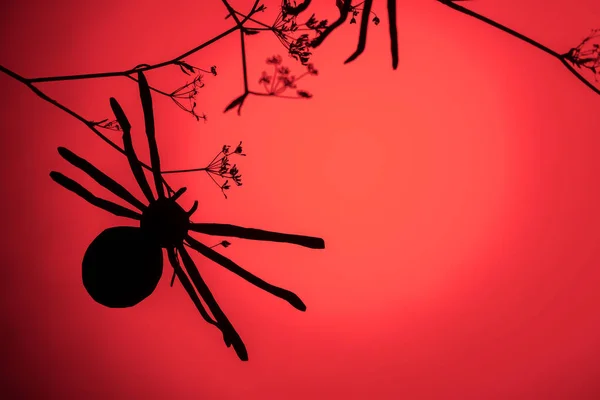 Creativo sfondo di Halloween alla moda con ragno nero su sfondo luce rossa al neon. Copia spazio, minimalismo — Foto Stock
