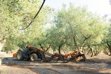 Salento, Puglia, İtalya 'da zeytin hasadı. Titreşim makinesi zeytin ağacını sallıyor. Geleneksel tarım işi. Güzel manzara