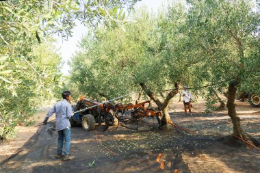 Vatandaş olmayan erkekler zeytin hasadı üzerinde çalışıyor. Bir adam, sallanan makinenin sallamadığı zeytin toplamak için bir sopayla bir ağacı dövüyor..