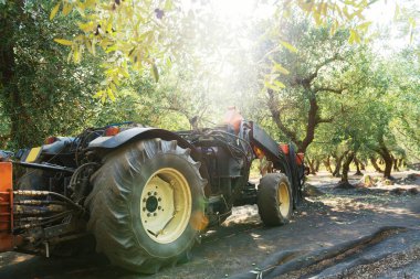 Salento, Puglia, İtalya 'da zeytin hasadı. Titreşim makinesi zeytin ağacını sallıyor. Geleneksel tarım işi. Güzel manzara