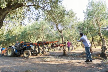 Vatandaş olmayan erkekler zeytin hasadı üzerinde çalışıyor. Bir adam, sallanan makinenin sallamadığı zeytin toplamak için bir sopayla bir ağacı dövüyor..