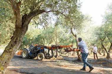Vatandaş olmayan erkekler zeytin hasadı üzerinde çalışıyor. Bir adam, sallanan makinenin sallamadığı zeytin toplamak için bir sopayla bir ağacı dövüyor..