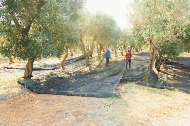 Salento, Puglia, İtalya 'da zeytin hasadı. Titreşim makinesi zeytin ağacını sallıyor. Geleneksel tarım işi. Zeytin arkaplanı