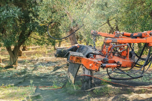 Olive harvest in Salento, Puglia, Italy. The shaker machine shakes the olive tree. Traditional agricultural work. Beautiful landscape