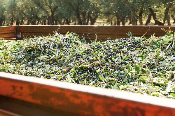 Olivenernte in Salento, Apulien, Italien. viele Oliven in einem LKW gesammelt. Olivgrüner Hintergrund. Konzept der traditionellen landwirtschaftlichen Arbeit. — Stockfoto