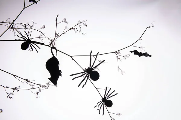 Pająki Martwa Mysz Czarnego Papieru Wspinające Się Brunch Sylwetkami Nietoperzy — Zdjęcie stockowe