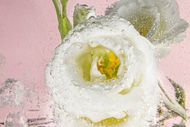 Pembe arka planda su ve su damlalarıyla kaplı zarif beyaz Eustoma lisiantus..