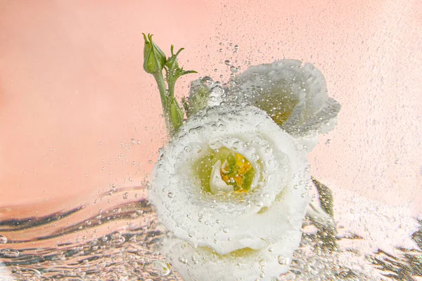 Elegante eustoma lisiantus bianco ricoperto da gocce d'acqua e acqua su fondo rosa. — Foto Stock