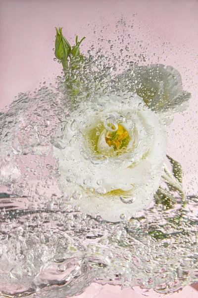 Elegante eustoma lisiantus bianco con spruzzi d'acqua e gocce d'acqua su fondo rosa. — Foto Stock