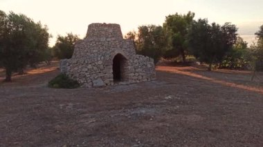 Güzel trullo zeytinliği, Manduria, Güney İtalya. Geleneksel kuru taş trullo evinin konik çatısı, Puglia. Trullis Güney İtalya 'nın bu bölgesine özgüdür..