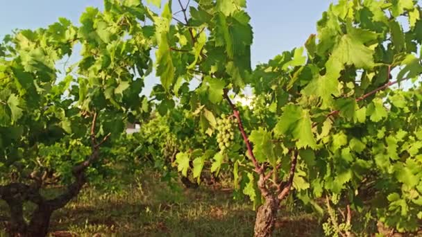 White Grapes Ripening Beautiful Nice Grape Traditional Old Vineyard Puglia — Stock Video