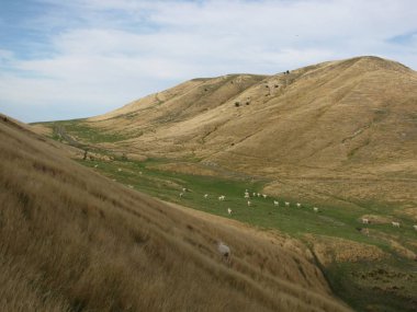 Yeni Zelanda koyun çiftliği