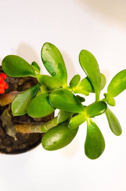 Para ağacını bırakır makroda