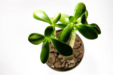 Para ağacını yakın çekim içinde beyaz bir arka plan üzerinde bırakır.