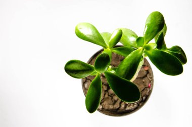 Para ağacını bırakır makroda