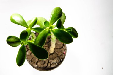 Para ağacını bırakır makroda