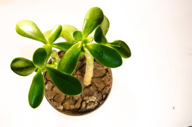 Para ağacını bırakır makroda