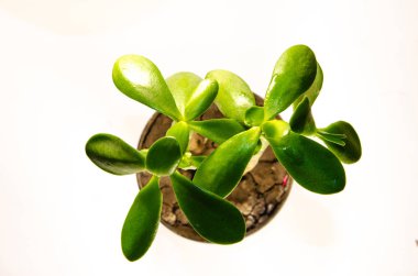 Para ağacını bırakır makroda