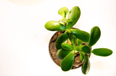 Para ağacını bırakır makroda