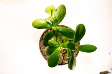 Para ağacını bırakır makroda