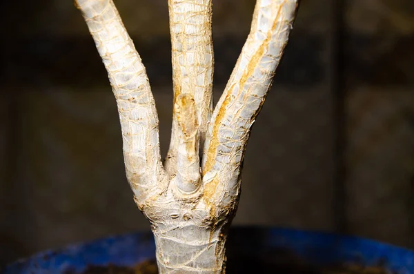 Árbol de dinero tronco en macro sobre fondo blanco — Foto de Stock