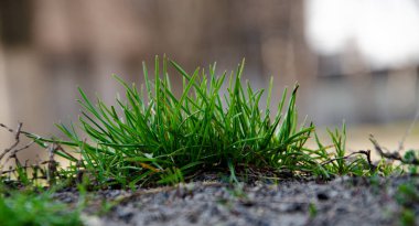 Küçük yeşil çalılar, çimenler, bitkiler, yerde yetişen çimler. Makro