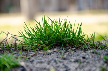 Küçük yeşil çalılar, çimenler, bitkiler, yerde yetişen çimler. Makro
