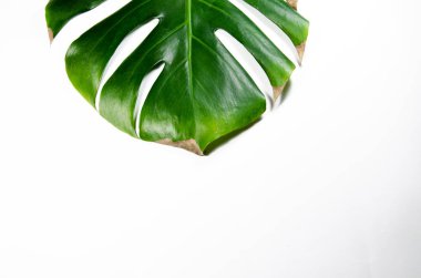 Canavarliana Liana. Beyaz arka plan üzerinde büyük yeşil yaprak. Makro. Bitki