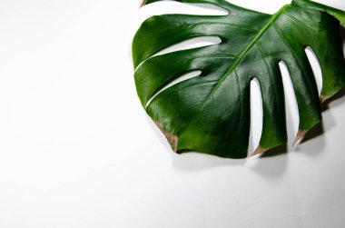 Canavarliana Liana. Beyaz arka plan üzerinde büyük yeşil yaprak. Makro. Bitki