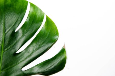 Canavarliana Liana. Beyaz arka plan üzerinde büyük yeşil yaprak. Makro. Bitki