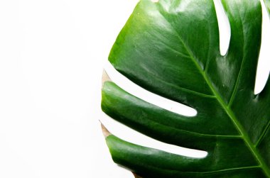 Canavarliana Liana. Beyaz arka plan üzerinde büyük yeşil yaprak. Makro. Bitki