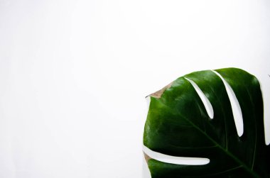 Canavarliana Liana. Beyaz arka plan üzerinde büyük yeşil yaprak. Makro. Bitki