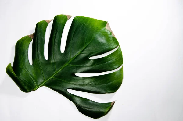 Monstera Liana Grande Folha Verde Fundo Branco Macro Instalação — Fotografia de Stock