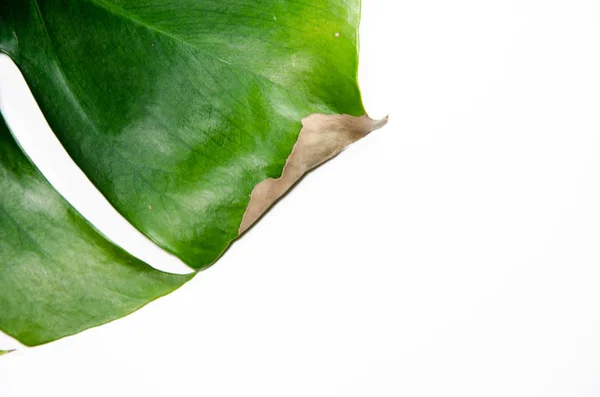 Monstera Liana Big Green Leaf White Background Macro Plant — Stock Photo, Image