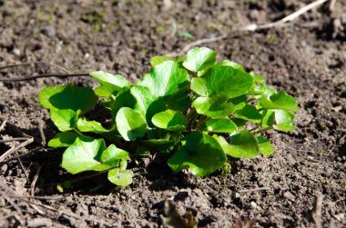 Küçük yeşil çalılar, çimenler, bitkiler, yerde yetişen çimler. Makro