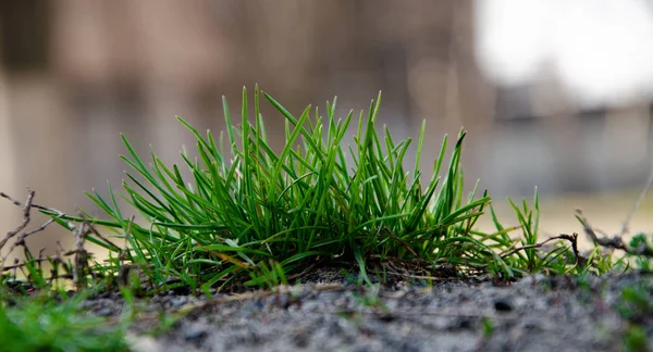 Küçük yeşil çalılar, çimenler, bitkiler, yerde yetişen çimler. Makro