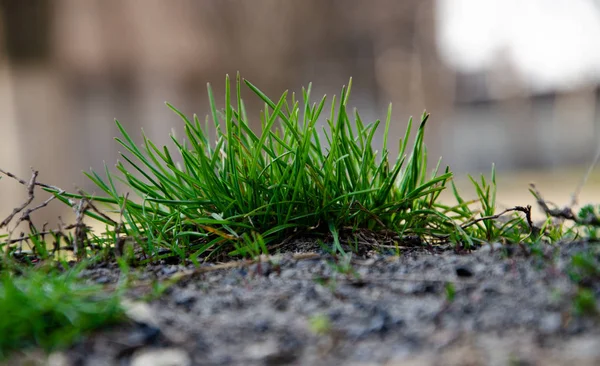 Küçük yeşil çalılar, çimenler, bitkiler, yerde yetişen çimler. Makro