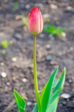 Yakın çekimde kırmızı laleler. Açık ve kapalı tomurcuk lale. Her taraftan parlak lale çiçekleri. Bahar tatili için çiçekler. Güzel çiçekler
