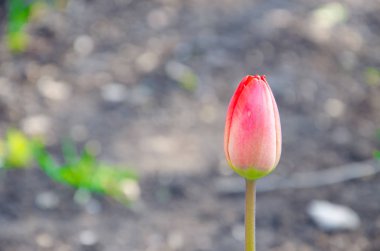 Yakın çekimde kırmızı laleler. Açık ve kapalı tomurcuk lale. Her taraftan parlak lale çiçekleri. Bahar tatili için çiçekler. Güzel çiçekler