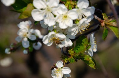 Makroda beyaz çiçekler. Çiçek açan ağaçlar. Beyaz bir çiçekte arı. Beyaz çiçekli bir ağacın dalı