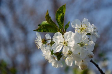 Makroda beyaz çiçekler. Çiçek açan ağaçlar. Beyaz bir çiçekte arı. Beyaz çiçekli bir ağacın dalı