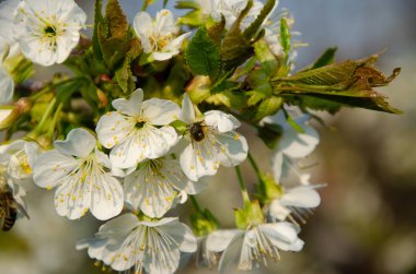 Makroda beyaz çiçekler. Çiçek açan ağaçlar. Beyaz bir çiçekte arı. Beyaz çiçekli bir ağacın dalı