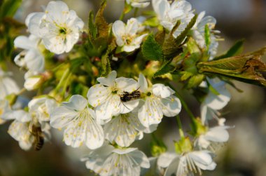 Makroda beyaz çiçekler. Çiçek açan ağaçlar. Beyaz bir çiçekte arı. Beyaz çiçekli bir ağacın dalı