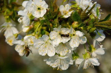 Makroda beyaz çiçekler. Çiçek açan ağaçlar. Beyaz bir çiçekte arı. Beyaz çiçekli bir ağacın dalı