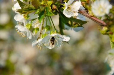 Makroda beyaz çiçekler. Çiçek açan ağaçlar. Beyaz bir çiçekte arı. Beyaz çiçekli bir ağacın dalı