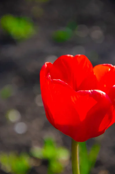 Red Tulips Close Open Closed Bud Tulip Bright Tulip Flowers — Stock Photo, Image