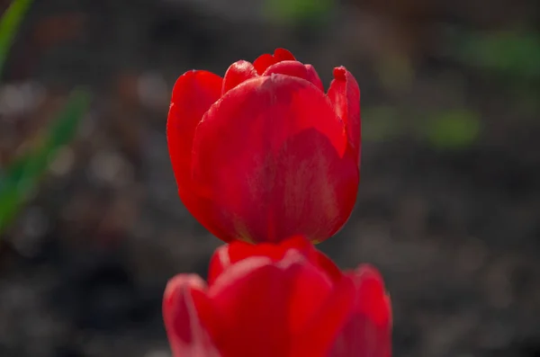 Tulipas Vermelhas Close Tulipa Botão Aberta Fechada Flores Tulipa Brilhantes — Fotografia de Stock